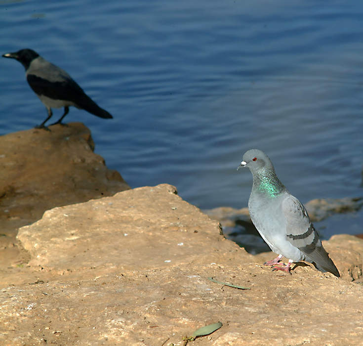 מבט לפרשת השבוע "נח"