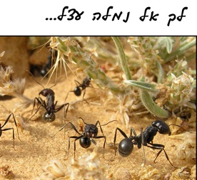 מבט לפרשת השבוע "שופטים"