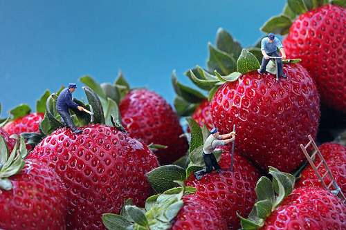 המרגלים. נראו כחגבים בעיני הענקים