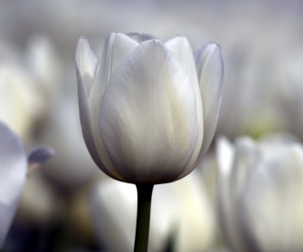 מעלת הצניעות