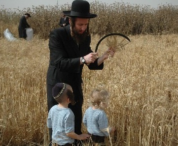 קציר חיטים למצות שמורות. האם הן יחמיצו?