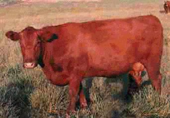 "תוך הנחל" לפרשת כי תשא ● תיקון הפרה האדומה