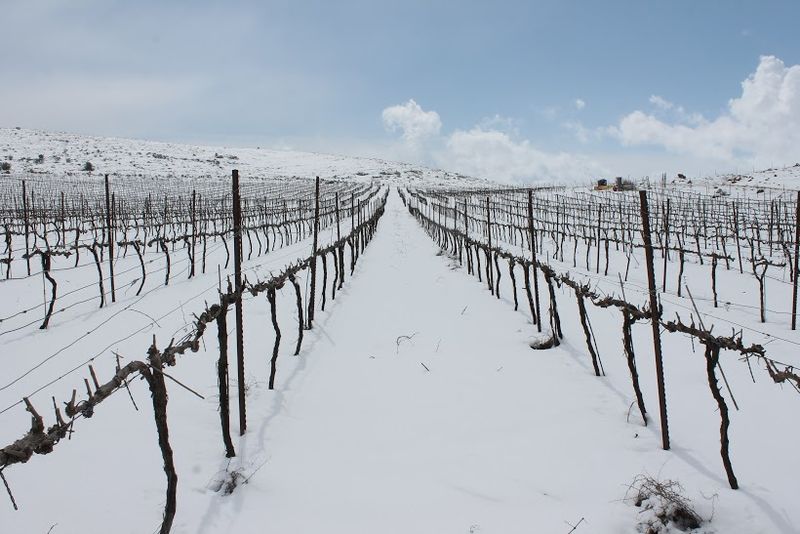 צילום: יעל זאבי