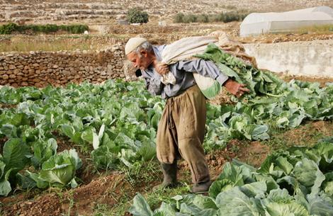 המסתערבים החרדיים