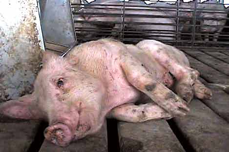 המאבק בחזיר מגיע לפתח תקווה