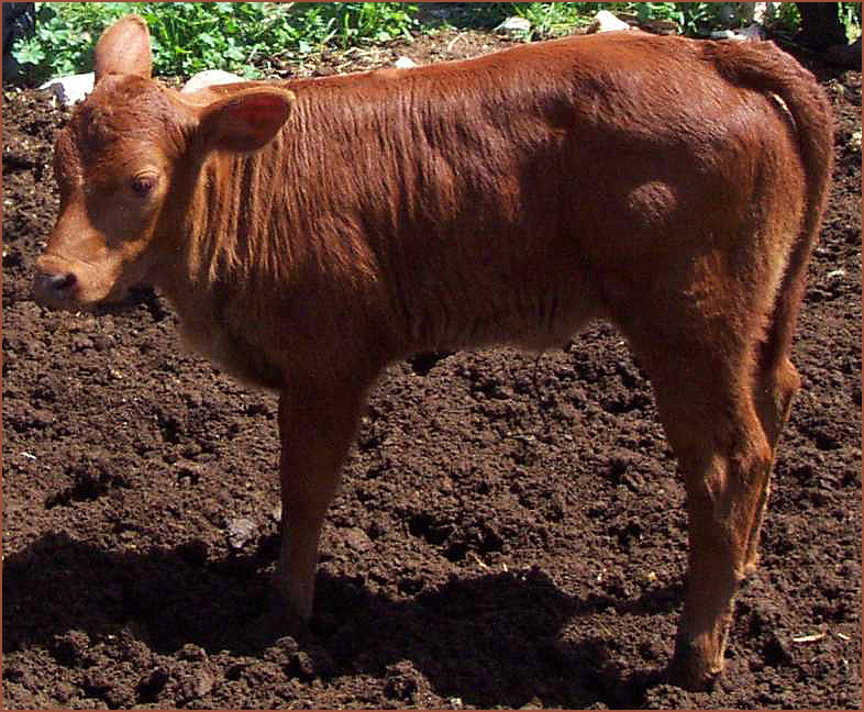 פרה אדומה (צילום: מכון המקדש)