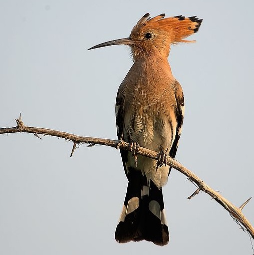 צילום: ויקיפדיה
