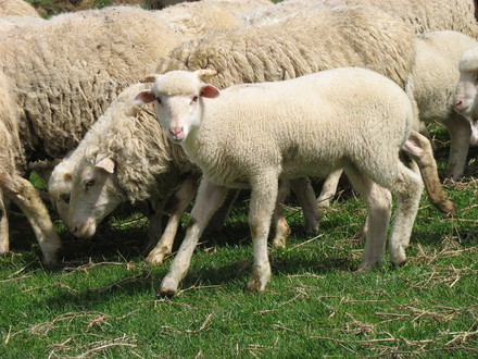 פרשת אמור ● אדם ובהמה