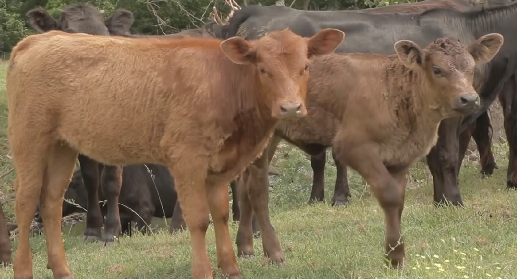 הפרה. אדומה למהדרין