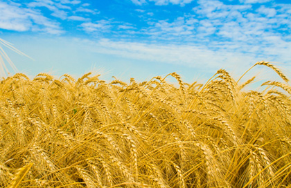 רעיון לפרשת השבוע  "נָשֹׂא"