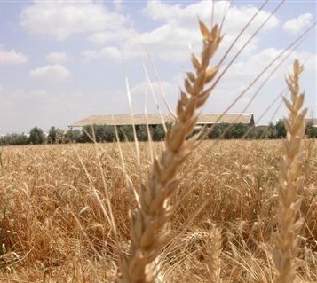 שנת השמיטה. מבריאה את המשק