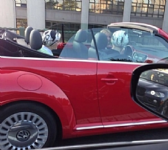 נהיגה לנשים - אסור או מותר? (הגדל)