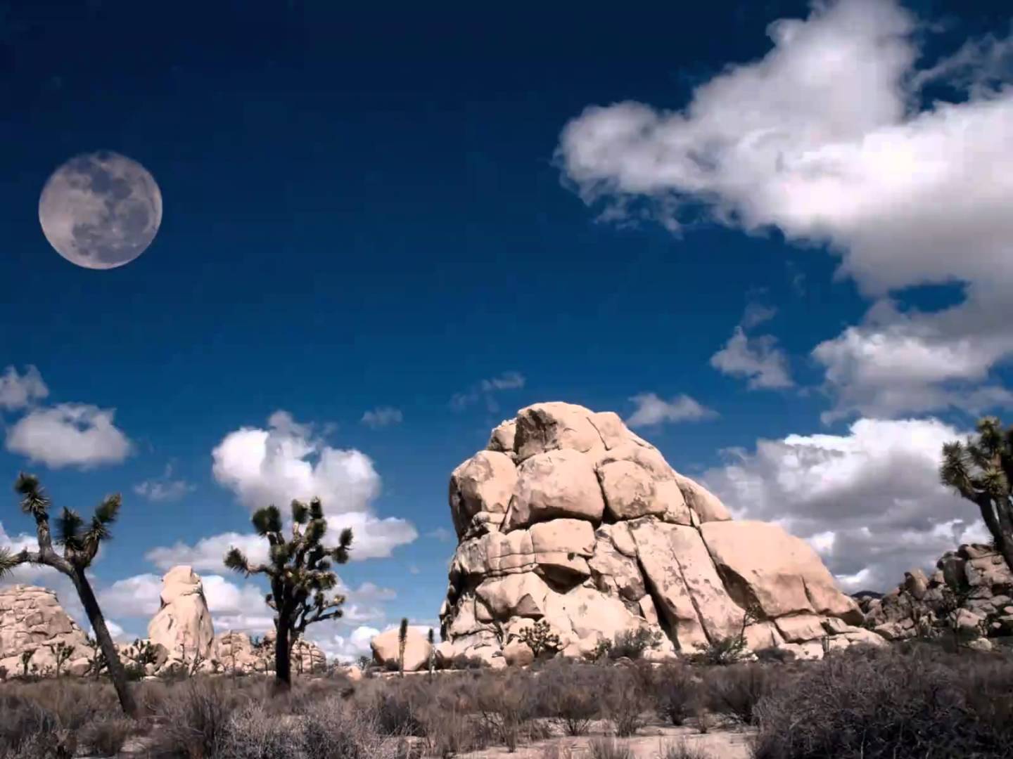 המלך בשדה. חפשו אותו
