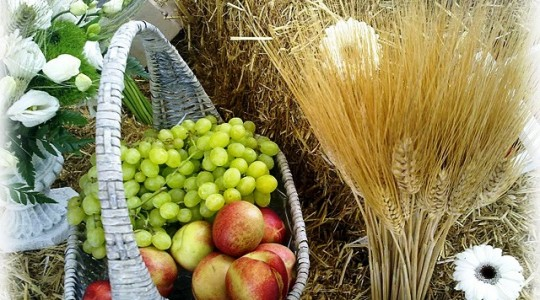 מבט לפרשת השבוע "כי תבוא"